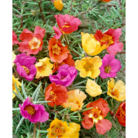 Portulaca grandiflora / Portulaka veľkokvetá ´ZMES´, bal. 0,2 g
