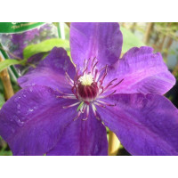 Clematis ´The President´ / Plamienok, 40 cm vyv., C2