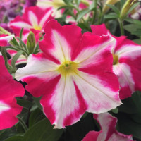 Petunia ´Prettytoonia® Pink Jet´ / Petúnia, bal. 6 ks sadbovačov