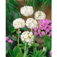 Primula denticulata ´Alba´ / Prvosienka zúbkatá, K9
