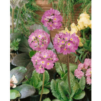 Primula denticulata ´Lilac´ / Prvosienka zúbkatá, K9