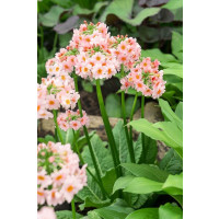 Primula japonica 'Appleblossom'  / Prvosienka japonská, K9