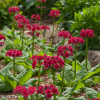 Primula japonica 'Miller's Crimson' / Prvosienka japonská, K9