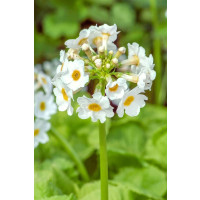 Primula japonica 'Alba'  / Prvosienka japonská, K9
