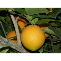 Citrus sinensis ´Prostějovský /Pomaranč, 25-40 cm, C2
