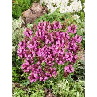 Prunella grandiflora ´Rubra´ / Prunela, K9