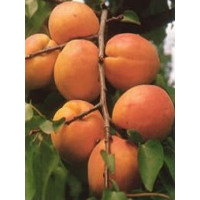 Prunus armeniaca ´Ceglédi óriás´ / Marhuľa ´Obor z Ceglédu´