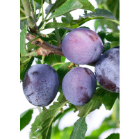 Prunus domestica ´Toptaste´ / Slivka jesenná veľkoplodá, St. Julien A, Alycza