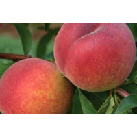 Prunus persica ´Suncrest´ / Broskyňa, GF677