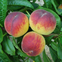 Prunus persica ´Dixired´ / Broskyňa skorá