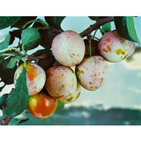 Prunus domestica ´Althanova´ / Ringlota červená, Myr.