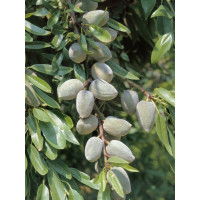 Prunus dulcis ´Ferragnes´ / Mandľa, GF677