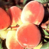 Prunus persica ´Flamingo´ / Broskyňa stredne skorá, GF677