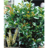 Prunus laurocerasus ´Etna´® / Vavrínovec, 25-30 cm, C2,5
