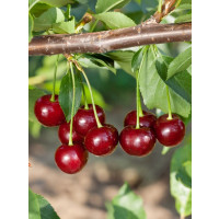 Prunus cerasus ´Pandy´ / Višňa, mahalebka
