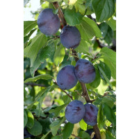 Prunus domestica ´President´ / Slivka, myr.