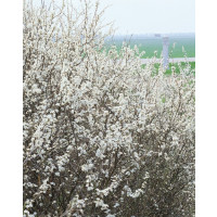 Prunus spinosa / Trnka obyčajná, 40-60 cm, C2 na živý plot
