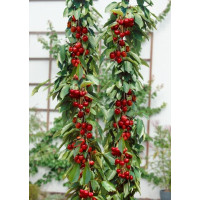 Prunus avium ´Sylvia´ / Čerešňa, 125-150 cm, C7, Gisela 5