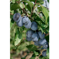 Prunus domestica ´Čačanská Lepotica´ / Slivka letná, St.Julien
