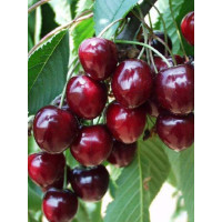 Prunus avium ´Karešova´ / Čerešňa, Colt