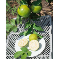 Psidium guajava / Jahodový strom, bal. 10 sem.