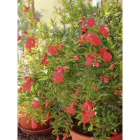 Punica granatum ´Frutto Grande´ / Granátovník obyčajný, 30-40 cm, C5