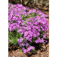 Phlox subulata ´Purple Beauty´ / Flox šidlolistý, K9