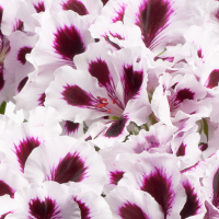 Pelargonium grandiflorum PAC® ´Aristo Purple Stripes´ / Muškát veľkokvetý, bal. 6 ks, 6x K7