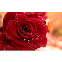 Rosa ´Queen of Bermuda´ / Ruža čajohybrid červená, krík, BK