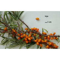 Hippophae rhamnoides ´Inja´/ Rakytník reštliakový, K9