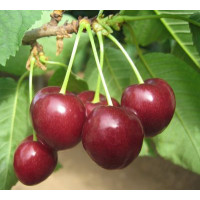 Prunus avium ´Regina´ / Čerešňa, Colt