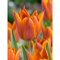 Tulipa ´Request´ / Tulipán, bal. 7 ks, 11/12