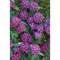 Rhododendron hybr. ´Catawbiense Purple´ / Rododendrón ružovo-fialový, K9