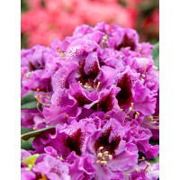 Rhododendron ´Graal Muritz´ / Rododendrón fialový, C2
