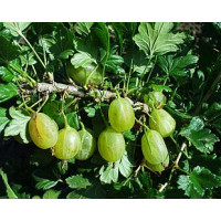 Ribes grossularia ´Prima´ / Egreš rezistentný zelený, štepený ker, VK, 4-5 výh.