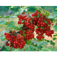 Ribes rubrum ´Junifer´ / Ríbezľa červená, ker, 4-5 výh., C2