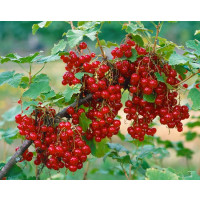 Ribes rubrum ´Junifer´ / Ríbezľa červená, ker, 4-5 výh., VK
