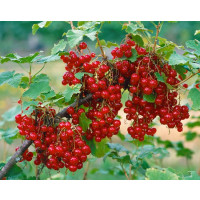 Ribes rubrum ´Junifer´ / Ríbezľa červená, kmienok, 1 výh.