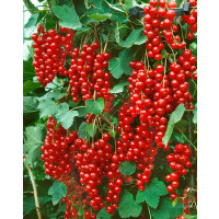 Ribes rubrum ´Stanza´ / Ríbezľa červená, kmienok, 2-3 výhony