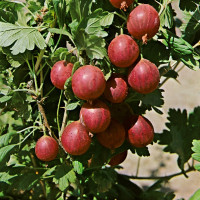 Ribes grossularia ´Kameniar´ / Egreš, št.ker, 4-5 výh., C2