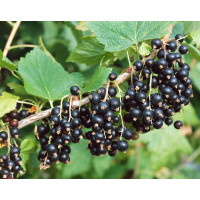 Ribes nigra  ´Kopanija´/ Ríbezľa čierna, kmienok, 2-3 výh., VK