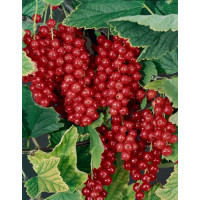 Ribes rubrum ´Maraton´ / Ríbezľa červená, ker 4-5 výh., VK