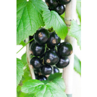 Ribes nigra ´Bona´ / Ríbezľa čierna, kmienok, 2-3 výh. 