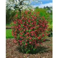 Ribes sang. ´King Edward VII´ / Ríbezľa krvavá, 30-40 cm, C2