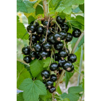 Ribes nigra  ´Sofijevskaja´/ Ríbezľa čierna, kmienok, VK