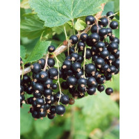 Ribes nigra ´Tiben´ / Ríbezľa čierna, ker, 2-3 výh. VK