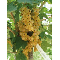 Ribes rubrum ´Blanka´ / Biela ríbezľa, krík, 2-3 výh., VK