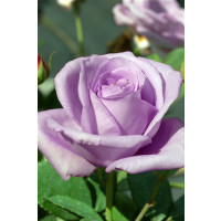 Rosa ´Lady X´ / Ruža čajohybrid, krík, C3