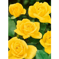 Rosa ´Arthur Rio´ / Ruža mnohokvetá žltá, krík, BK
