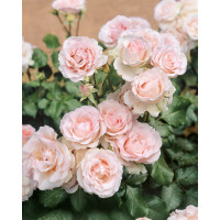 Rosa ´Clg. Cairo´ / Ruža popínavá, krík, BK